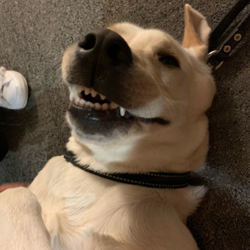 23dogsinatrenchcoat's avatar