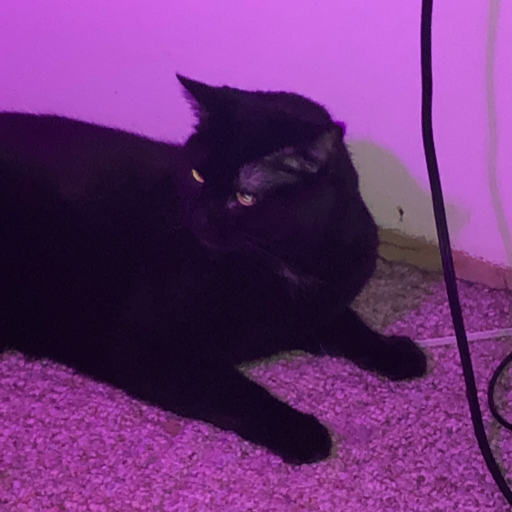 mrdoobofold's avatar